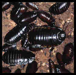 Cockroach-Oriental-large.jpg